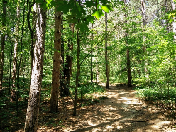 Image of a trail in the woods