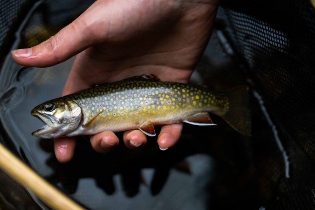 A hand holding a trout fish
